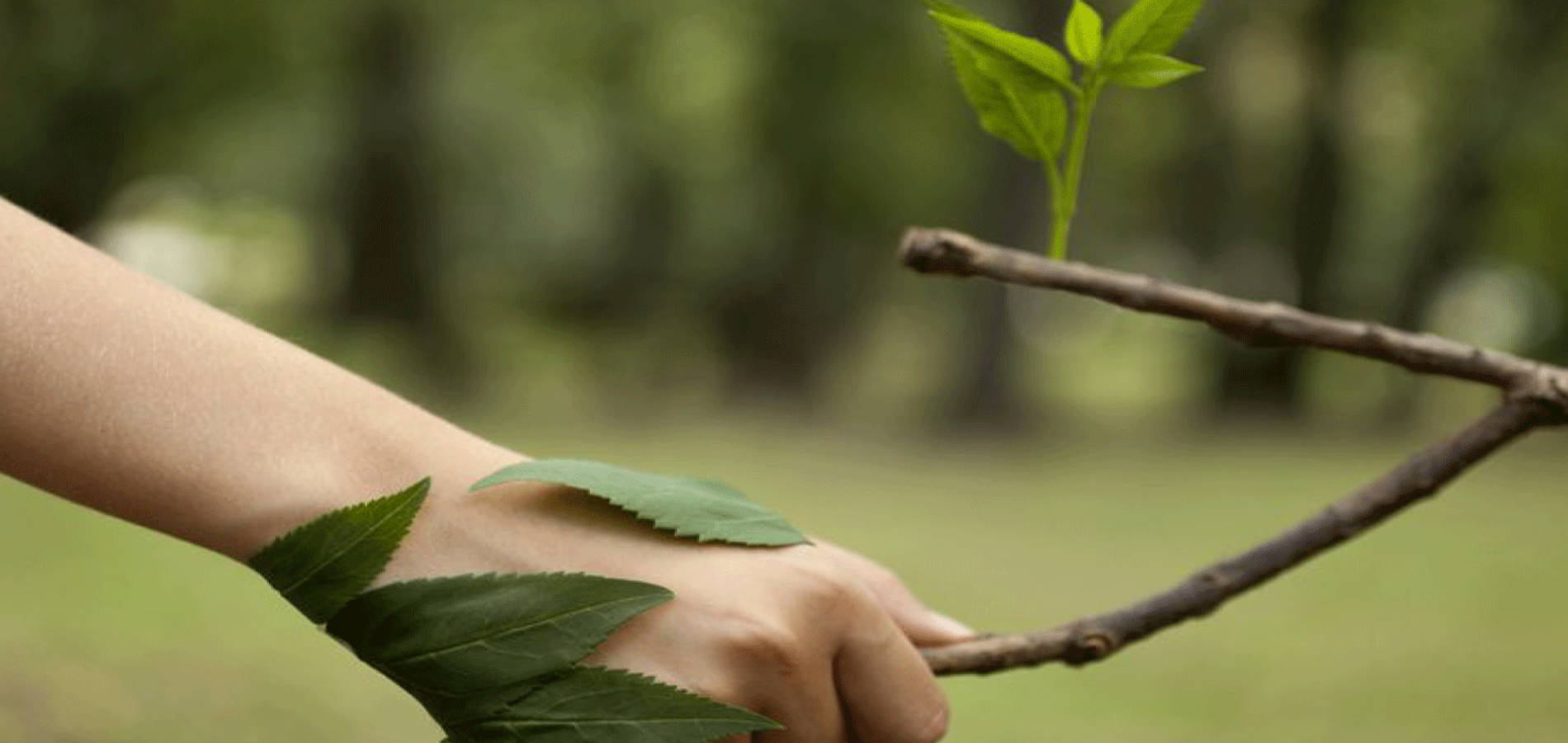 Fundación reverdecer