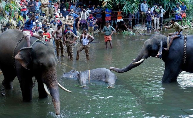NUEVAMENTE LA HUMANIDAD SE MUESTRA COMO EL MAYOR AGRESOR DE LOS ANIMALES