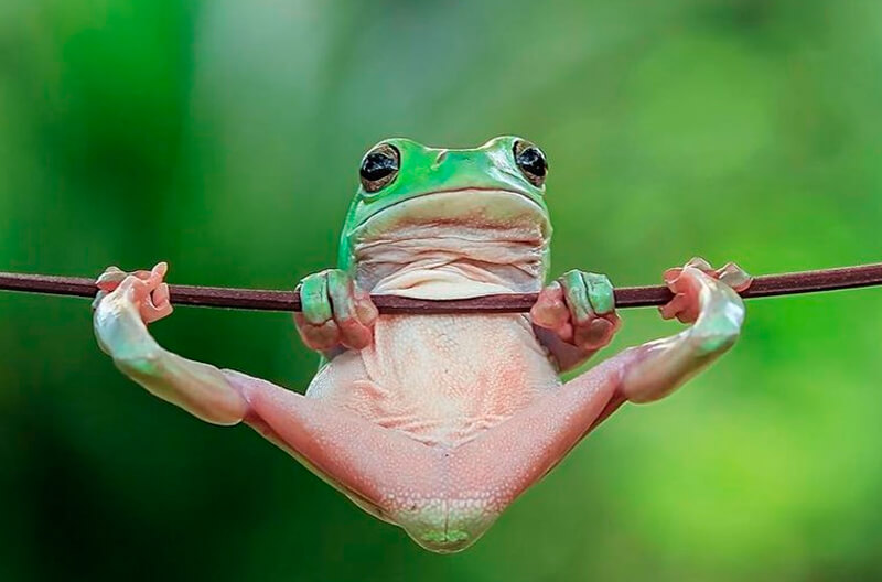 ¿Y si se acabaran los anfibios?