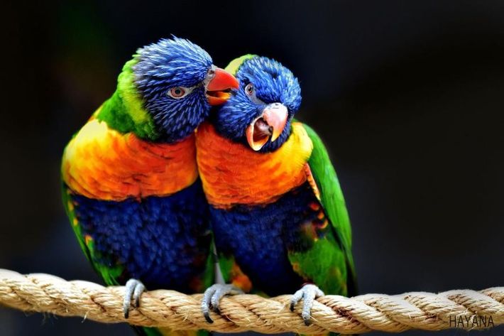 El festival de aves más antiguo de Colombia será virtual