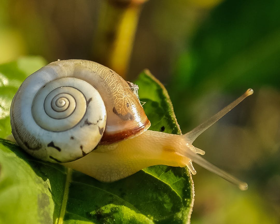Caracol africano: Un invasor silencioso que amenaza nuestros cultivos y ecosistemas