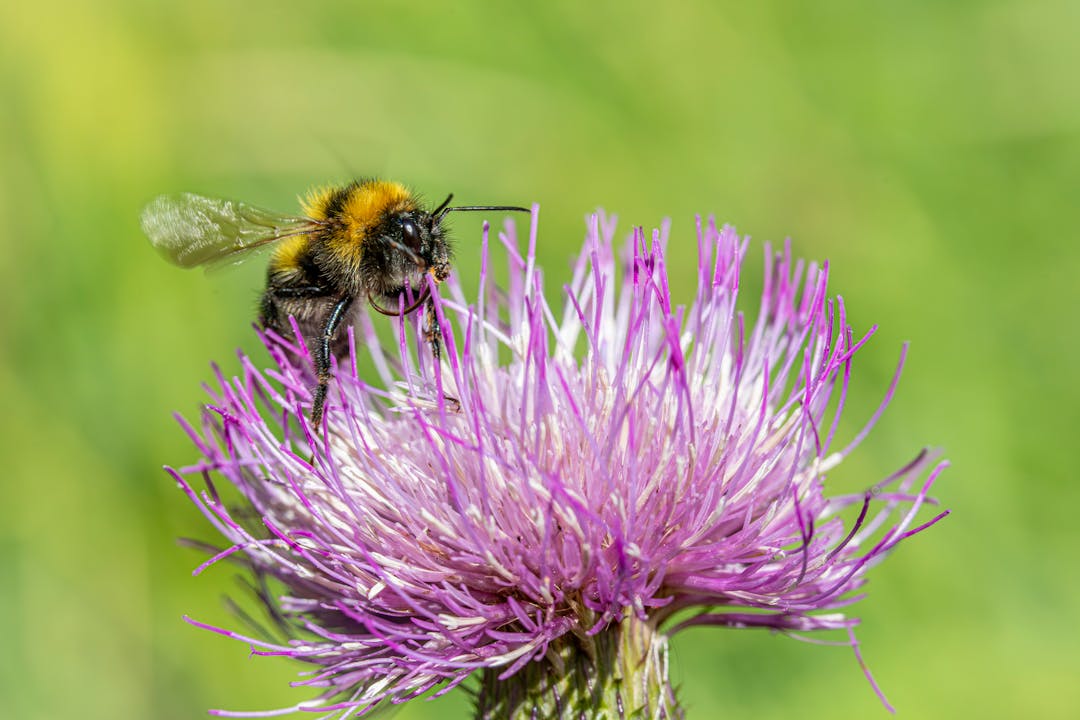 5 Claves para Revertir la Pérdida de Biodiversidad y Restaurar Nuestro Planeta